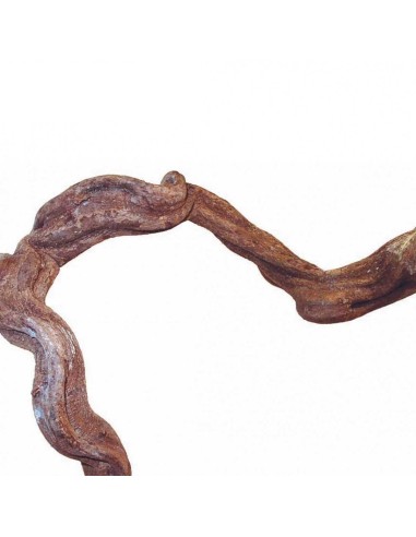 DRAGON TERRARISTIK DRAGON LIANA Ø 2 5 CM Ø 2 5 CM 50CM (APROX) 50CM (APROX) 100CM (APROX) 100CM (APROX) Ø 5 CM Ø 5 CM - 2