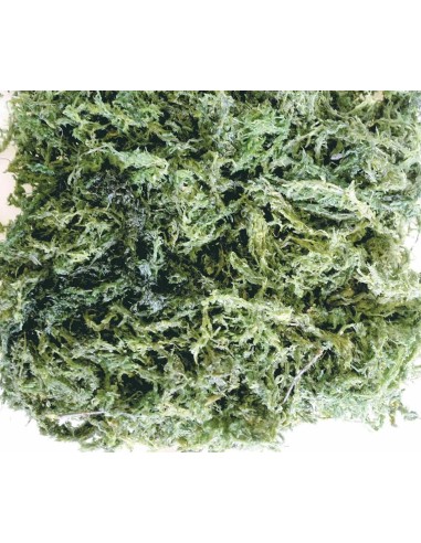 DRAGON TERRARISTIK SUSTRATO NATURAL SPHAGNUM-MOOS 5 L - 5