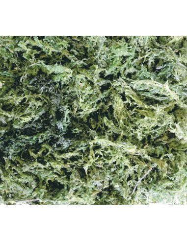 DRAGON TERRARISTIK SUSTRATO VERDE SPHAGNUM-MOOS 5 L - 5