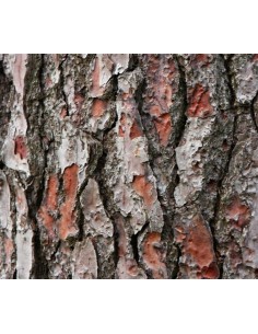 DRAGON TERRARISTIK VITACORT SUSTRATO DE CORTEZA DE PINO MARÍTIMO