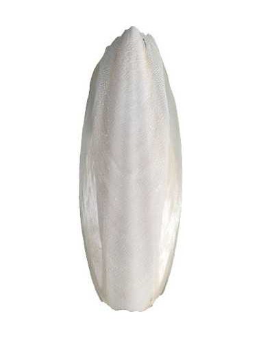 CHACÓN HUESO JIBIA / SEPIA