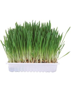 TRIXIE BANDEJA HIERBA PARA ROEDORES - 100 GR 100 GR - 3