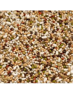 BEYERS ZOONTJENS AMARILLO - 2