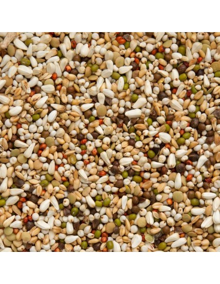 BEYERS ZOONTJENS AMARILLO - 2