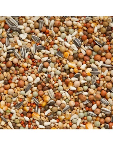 BEYERS OLYMPIA 49 CRÍA Y JÓVENES CON MAÍZ PEQUEÑO - 3