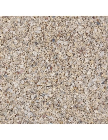 GALIAN COGASA CONCHILLA DE OSTRAS - 20 KG 20 KG - 2