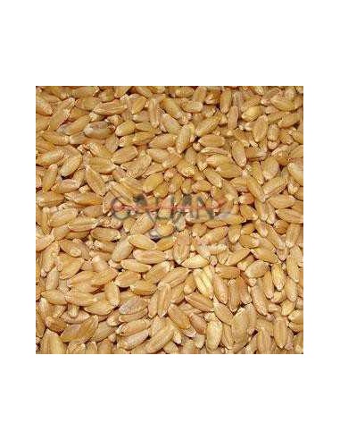 GALIAN COGASA TRIGO GALIAN - 25 KG 25 KG - 2