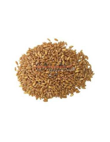 GALIAN COGASA TRIGO DURO GALIAN - 25 KG 25 KG - 2