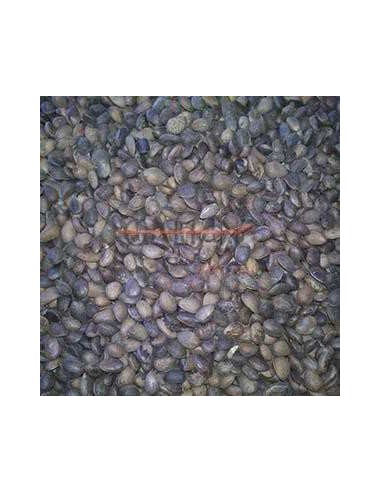 GALIAN COGASA NUEZ DE CEDRO GALIAN - 25 KG 25 KG - 2