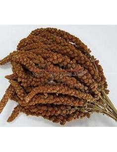 GALIAN COGASA PANISET / PANIZO ROJO EN ESPIGA GALIAN - 15 KG