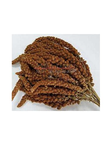 GALIAN COGASA PANISET / PANIZO ROJO EN ESPIGA GALIAN - 15 KG