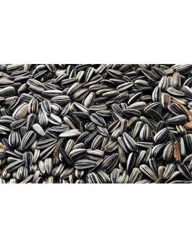 GALIAN COGASA PIPA GIRASOL PARA LORO EXTRA GALIAN - 20 KG 20 KG - 2