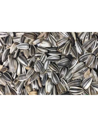 GALIAN COGASA PIPA IREGUI - 15 KG 15 KG - 2