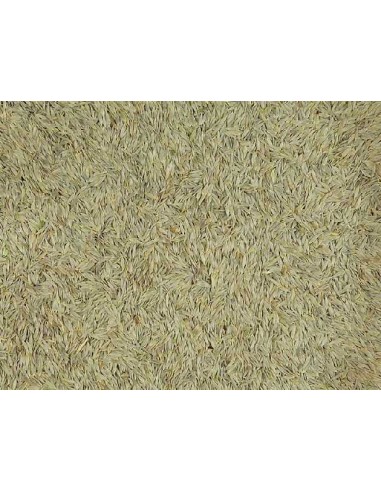 GALIAN COGASA LECHUGA BLANCA GALIAN - 25 KG 25 KG - 2