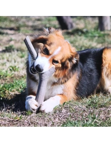 BAMA PET MORDEDOR TUTTOMIO 11 X 4 X 37 CM 8 X 2 5 25 CM 5 X 1 5 X 16 CM