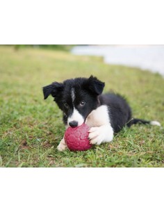 WEST PAY WEST PAW ZOGOFLEX AIR BOZ PELOTA PARA PERROS AMARILLO AMARILLO FUCSIA FUCSIA 10 CM 10 CM 10 CM 6 CM 6 CM AGUAMARI - 2 2