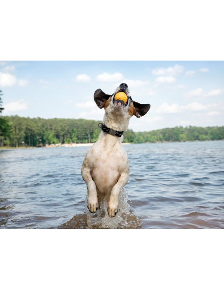 WEST PAY WEST PAW ZOGOFLEX AIR BOZ PELOTA PARA PERROS AMARILLO AMARILLO FUCSIA FUCSIA 10 CM 10 CM 10 CM 6 CM 6 CM AGUAMARI - 4