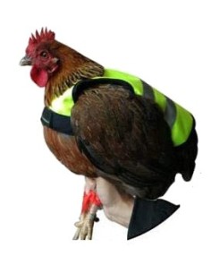 GAUN CHALECO REFLECTANTE PARA GALLINAS 