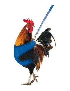 GAUN ARNÉS PARA GALLOS Y GALLINAS 