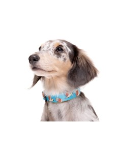 DUKIER COLLAR BIRDS 2