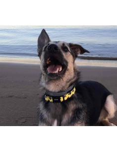 DUKIER COLLAR SUPERDOG 2