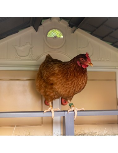 COPELE MI PRIMER GALLINERO  - 3