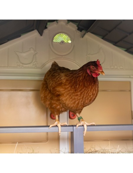 COPELE MI PRIMER GALLINERO  - 3