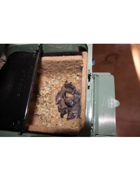 MOLDES AVE NIDO ISABELA PARA EXÓTICOS  - 14