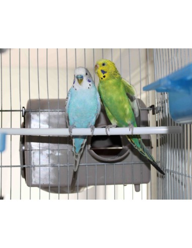 MOLDES AVE NIDO TAURÓN PARA PSITÁCIDAS  - 6