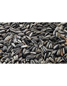 GALIAN COGASA PIPA GIRASOL PARA LORO EXTRA GALIAN 2 KG 400 GR - 2