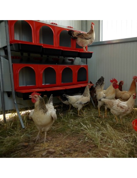 COPELE CORRAL MOVIL PARA GALLINAS (HASTA 110 GALLINAS) 4 4 X 2 5 X 1 8 METROS - 5