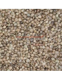 GALIAN COGASA CAÑAMON GIGANTE GALIAN - 25 KG 25 KG - 2