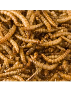 ACUALIAN INSECTOS LARVA DE MOSCA SOLDADO NEGRA 70 GR 220 GR - 2 2