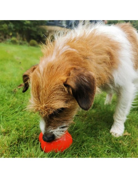 FROGG ROBERT ROJO JUGUETE MORDEDOR PARA PERROS - 7 CM 7 CM